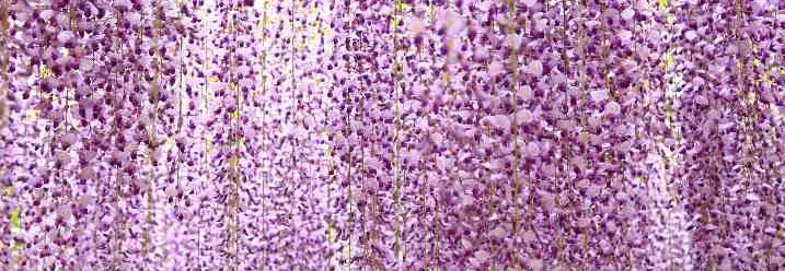 Violette Blütenpracht einer Blauregen Pflanze